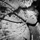 Broken Timelines - Ajay Prasannan