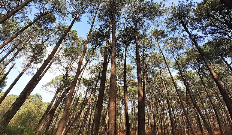 Brownsea Tree Canopy - Leigh Kogan