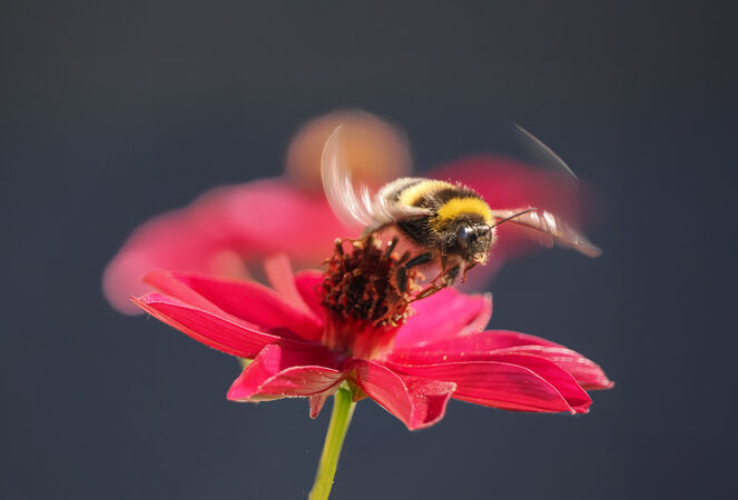 Bumble Bee Red Cosmos - Luciano Ocesca