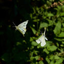 Butterfly Chase - Luciano Ocesca