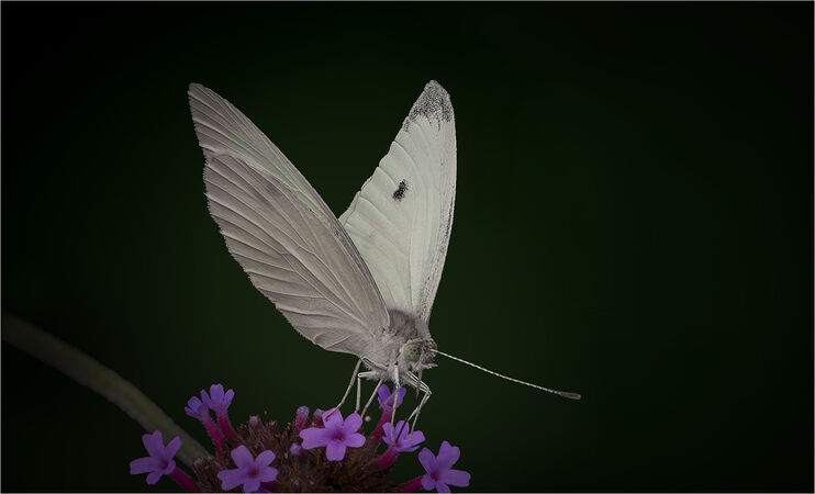 Cabbage White - David Tyrrell