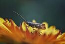 Caddisfly - Ray Benn