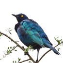 Cape Starling - Steve Freeder