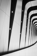 Cat 1 Stripes - Ajay Prasannan