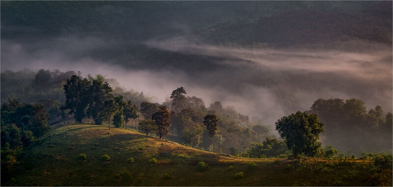 Cat 2 Hillside Mist - D Tyrrell