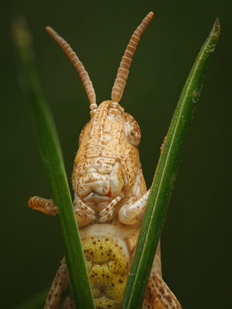 Cat 3 10mm Hopper nymph - Ed Ad