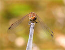 Cat 3 A Common Darter - Shylaja Muringoor