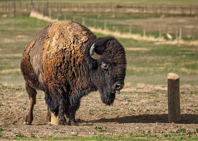 Cat 3 Bison in Badlands - Hank Bishop