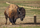 Cat 3 Bison in Badlands - Hank Bishop