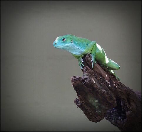 Cat 3 Green Crested Lizard - Roy Parsons