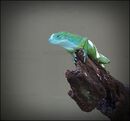Cat 3 Green Crested Lizard - Roy Parsons