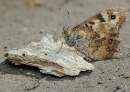 2026/09/14 Cat 3 - Natural World