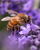 Cat 3 I love lavender - Anuraj T