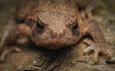 Cat 3 Startled frog glare - Ed Ad