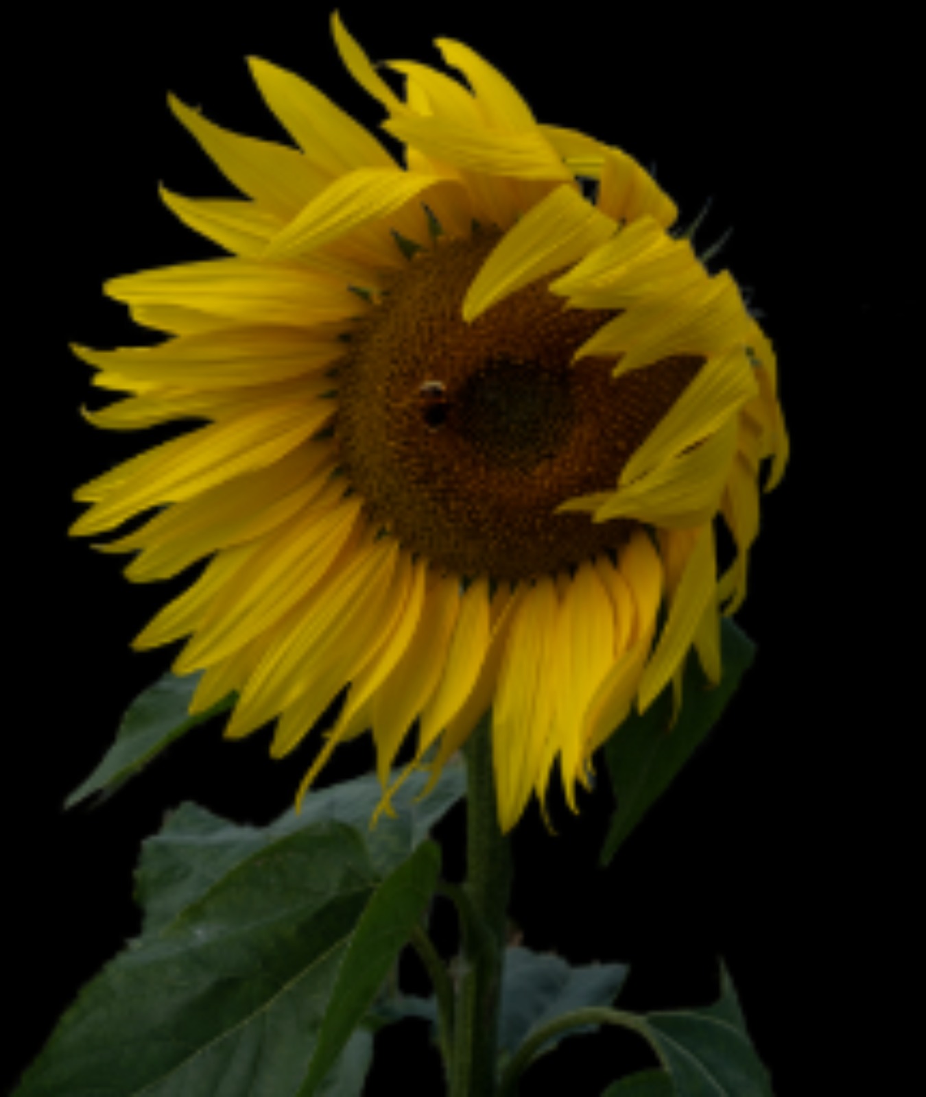 2023/09/11 Cat 3 - Natural World