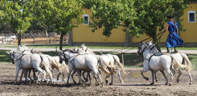 Cat 4 The Hungarian Cowboy - Sue Rosner