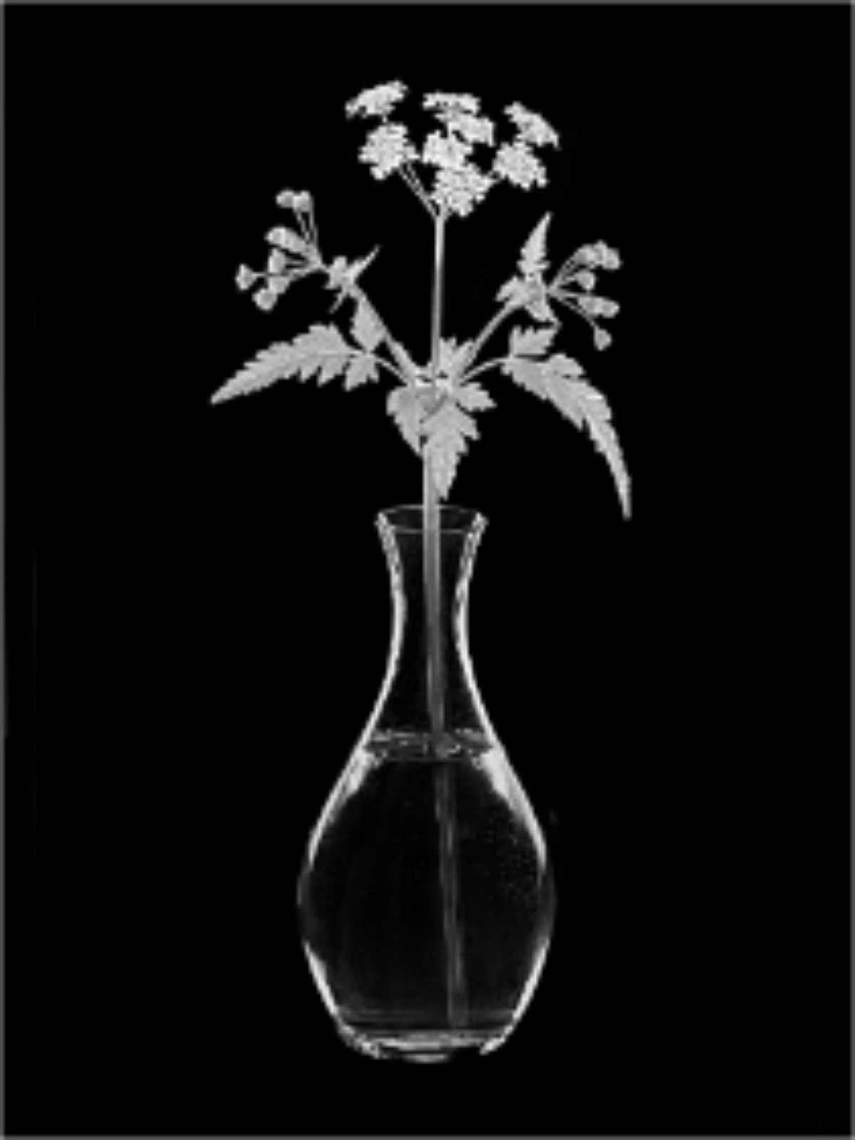 2024/09/09 Cat 5 - Creative