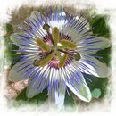 Passion Fruit Flower - Michelle Parsons
