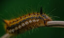 Caterpillar - Anila Hussain