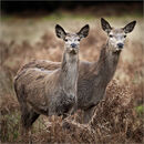 Cervine Couple - Alan Simpson