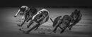 Chasing the Hare - D Tyrrell