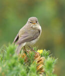 Cheeky Wood Warbler - Sue Matthews
