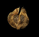 Chinese Lantern Seed Pod - Sue Matthews
