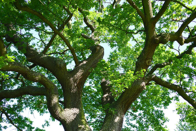 Clayhall Tree Canopy - Leigh Kogan
