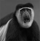 Colobus Monkey - Shyla Muringoor