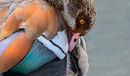Coloured Goose - Hafiz Tara