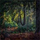 Colours Of The Forest - David Tyrrell