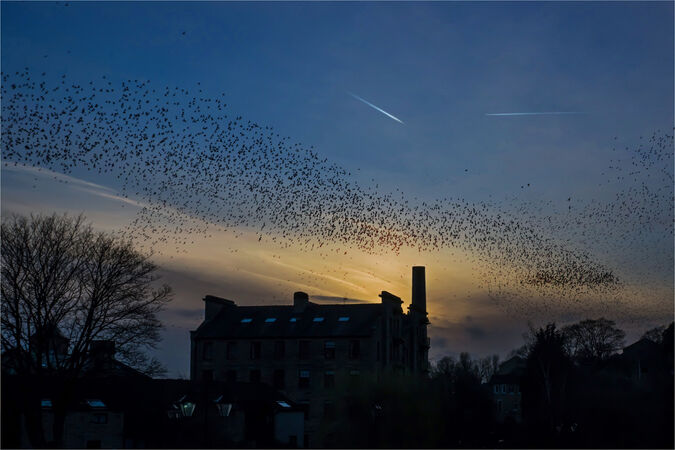 Coming home to roost - John Foster