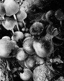 Common Bonnet - Lynn Saunders
