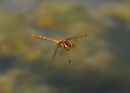 Common Darter - Sue Matthews