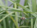 Common Hawker - Lynn Saunders