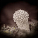 Common Puffball - David Tyrrell