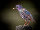 Common Starling - Bob Gibbons