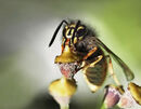 Common Wasp - Shylaja Muringoor (2)