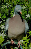 Common Wood Pigeon - Alan Taylor
