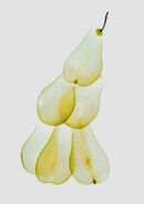 Conference Pear - Lynn Saunders