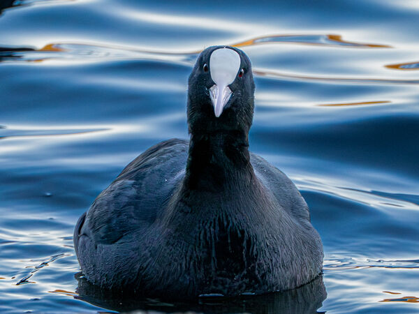 Coot - Luciano Ocesca