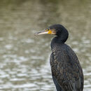 Cormorant - Chris Saunders