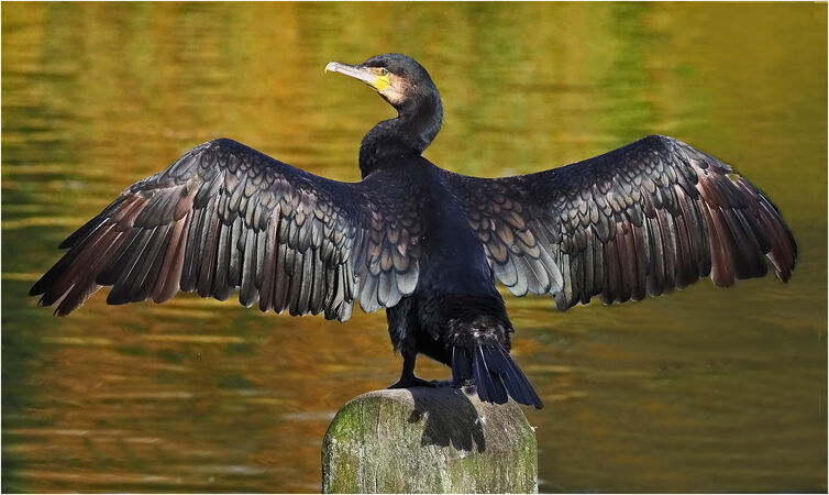 Cormorant Sunbathing - Shylaja Muringoor