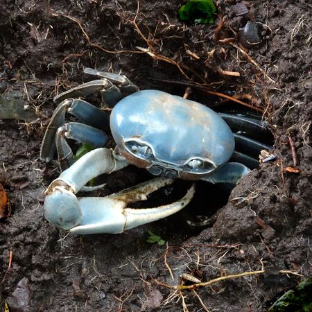 Costa Rica Blue Crab - Steve Freeder