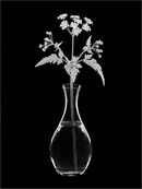 Cow Parsley - Bob Gibbons