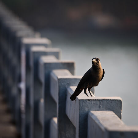 Crow - Ajay Prasannan