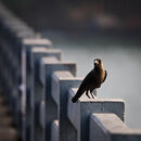 Crow - Ajay Prasannan