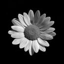 Daisy - Chris Saunders