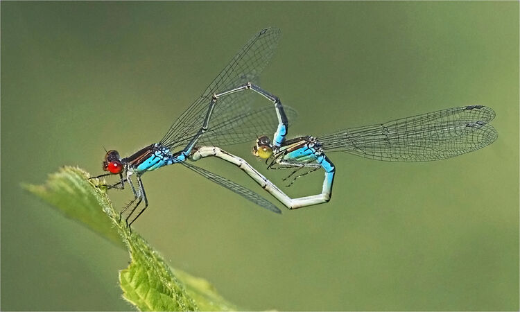 Damselfly Couple - Shylaja Muringoor
