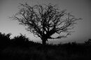 Dartmoor Silhouette - Kevin Wright